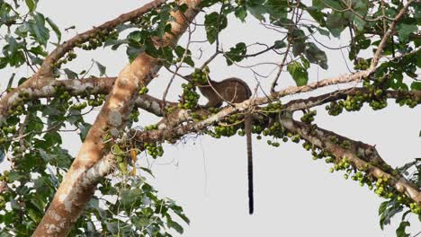 Seen-on-a-branch-eating-and-then-jumps-going-up-to-disappear,-Three-striped-Palm-Civet-Arctogalidia-trivirgata,-Thailand