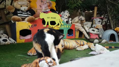 Close-up-shot-of-cute-black-white-and-orange-cat-licking-lips-and-washing-in-the-shelter-for-the-stray-cats-made-of-kennels-and-soft-toys