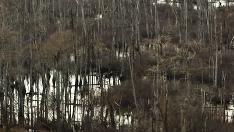 Bare-trees-reflecting-on-water-in-Point-Remove-Wildlife,-Blackwell,-AR,-overcast-day