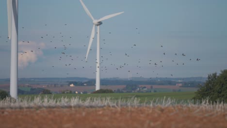 A-flock-of-birds-flies-between-wind-turbines-above-the-farm-fields