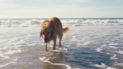 Golden-Retriever-and-Pacific-Ocean,-Dog-Holding-Ball-Toy-in-Mouth-While-Standing-in-Shallow-Water,-Slow-Motion