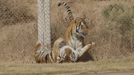 Tigres-Cautivos-Luchando-En-Cámara-Lenta