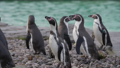 Nahaufnahme-Der-Humboldt-Pinguin-Kolonie-Zur-Fütterungszeit-Im-Zoo,-Die-In-Der-Nähe-Von-Wasser-Auf-Futter-Wartet