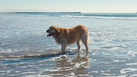 Golden-Retriever-Dog-Standing-in-Shallow-Sea-Water-on-Sandy-Beach,-Slow-Motion