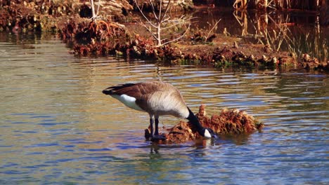 Wasservögel-Auf-Der-Nahrungssuche-In-Südwestlichen-Feuchtgebieten