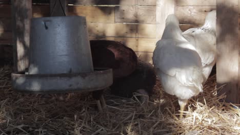 Pollos-Domésticos-Por-Alimentador-En-Granero-Rústico-De-Madera.