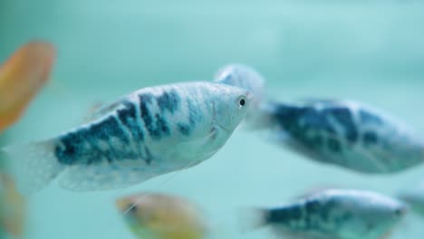 Grupo-De-Peces-Gourami-Azules-De-Tres-Manchas-Bajo-El-Agua-En-El-Acuario,-Trichopodus-Trichopterus