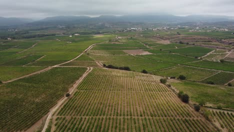 Grandes-Campos-De-Cultivo-De-Vid-En-Vilobi-Del-Penedes,-Cataluña