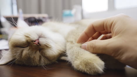 Süße-Momente-Bauch-Kraulen-Auf-Hauskatze-Schlafende-Katze