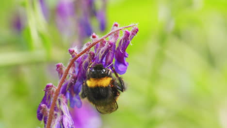 Bumblebee-looking-for-nectar-on-flower-on-windy-sunny-day-in-garden