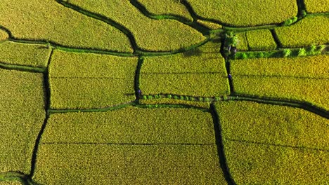 Landarbeiter-Bewirtschaftet-Feld---Nicht-Erkennbare-Person