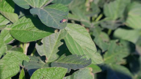 A-stink-bug-and-a-tiny-spider-on-the-leaves-of-a-soybean-field-in-Santa-Fe,-Argentina