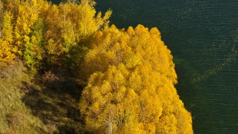 Vivid-golden-yellow-colored-leaves-on-tree-branches-lakeside,-aerial