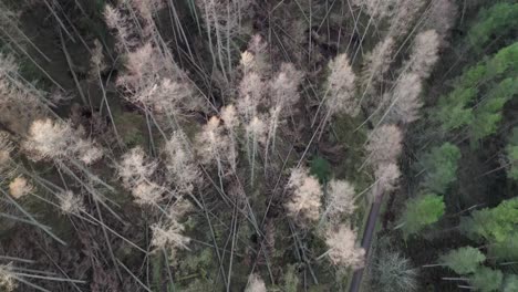Aerial-view-of-forest-suffering-from-major-damage-caused-by-a-winter-storm-in-the-UK