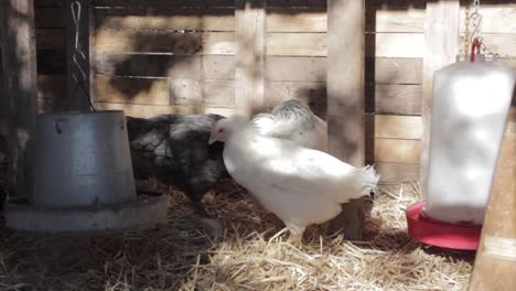 Pollos-Descansando-En-Un-Puesto-De-Granero-Iluminado-Por-El-Sol.