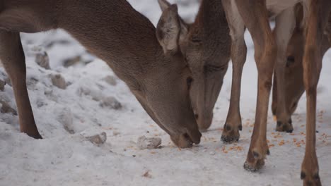 Ciervos-Rojos-Pastando-En-La-Nieve-Naturaleza-Invernal-En-La-Provincia-De-Quebec,-Canadá