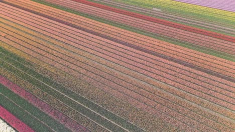 Wunderschönes-Tulpenfeld-In-Den-Niederlanden