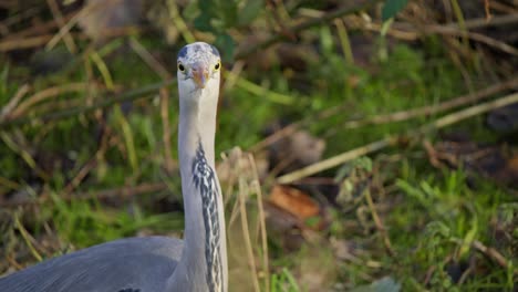 Long-neck-and-head-with-beak-of-grey-heron-bird-in-natural-habitat