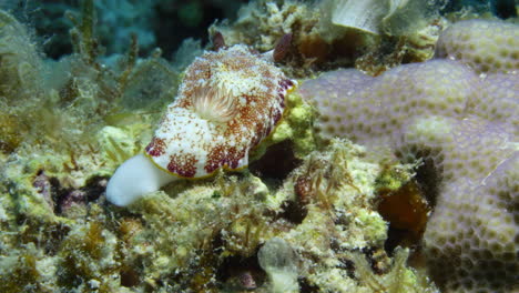 Cute-white-and-pink-Goniobranchus-sp-nudibranch-slowly-crawling-on-the-colorful-ocean-floor