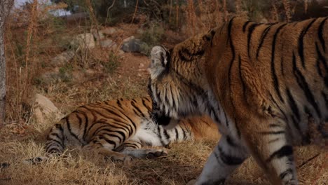 bengal-tiger-laying-grass-another-tiger-walks-through-frame
