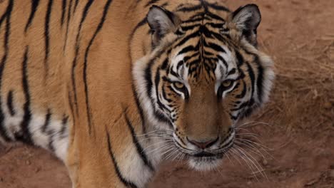 tiger-closeup-looking-and-walking-towards-you-super-slomo