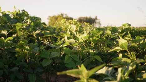 Medium-view-of-a-soybean-field-in-Santa-Fe,-Argentina
