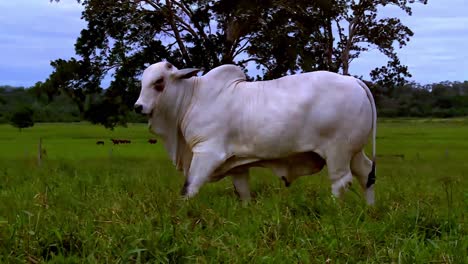 Toro-Blanco-Pastando-En-Una-Granja-Ganadera,-Ganado-Nelore