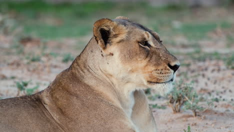 Wild-African-Lioness-Resting---Close-Up-View