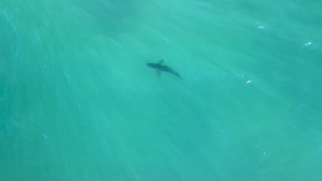 Drone-descends-on-Great-white-shark-swimming-in-clear-green-ocean-water