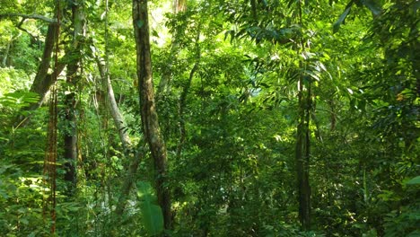 Alle-Grüntöne-Im-Unberührten-Südamerikanischen-Regenwald
