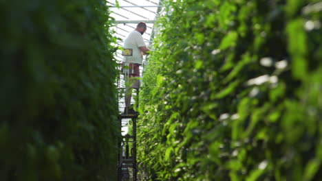 Farmer-inside-greenhouse-checking-his-crops,-standing-on-elevated-platform