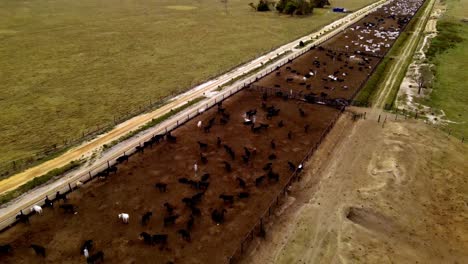 Cattle-in-a-Feed-Lot,-Flying-Over-Farm-Animals-Angled-Aerial-Drone-View