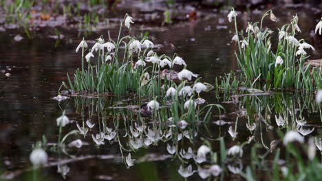 Zarte-Weiße-Schneeglöckchenblüten-Wachsen-Im-Regenflutwasser-In-Einem-Wald-In-Worcestershire,-England