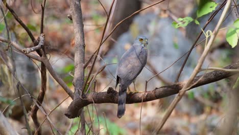 Visto-Desde-Su-Parte-Trasera-Mirando-Hacia-La-Derecha-En-Lo-Profundo-De-Un-Bosque-En-Verano,-Azor-Crestado-Accipiter-Trivirgatus,-Tailandia