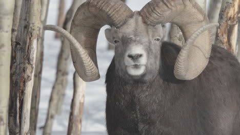 Closeup-Of-Bighorn-Sheep-Ram-Looking-Around-In-Yukon,-Canada