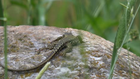 Wild-Lizard-on-rock-in-nature