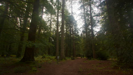 Zoom-out-Shot-of-giant-sequoia,-giant-redwood-trees-at-Blackwater-Arboretum