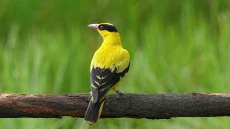 Male-black-naped-oriole,-oriolus-chinensis-with-golden-yellow-plumage,-perching-on-a-horizontal-wood-log,-curiously-wondering-around-its-surroundings,-scratching-its-head-with-its-feet,-close-up-shot