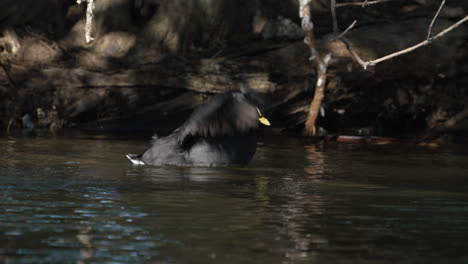 A-Red-gartered-Coot-flapping-wings-on-a-lake