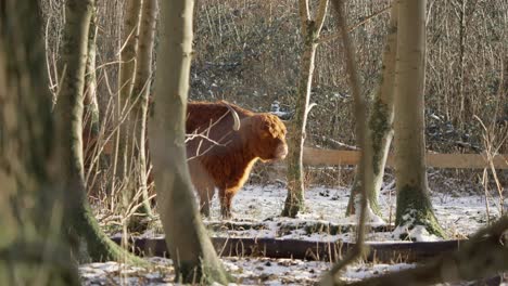 Pelziger-Highland-Kuhbulle,-Der-Im-Winterwald-Wiederkäut-Und-Dampf-Ausatmet