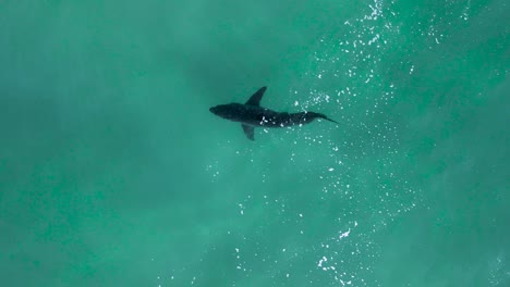 Great-white-shark-swims-calmly-in-shallow-green-clear-ocean-water,-aerial-drone-top-down-view