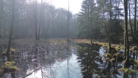 Agua-En-El-Bosque-Día-Soleado-Desbordamiento-Plataforma-Rodante-Aérea-Hacia-Adelante