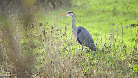 Graureiher-Vogel-Steht-Und-Schreitet-Im-Hohen-Gras-Am-Flussufer