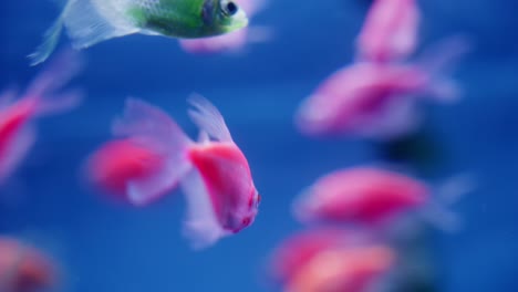 Nahaufnahme-Einer-Gruppe-Bunter-GVO-Glofish,-Die-Im-Aquarienwasser-Schwimmen