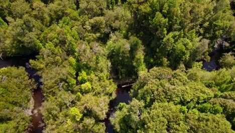 Luftumlaufbahn-Eines-Rötlichen-Flusses-über-Einem-Unwirtlichen-Wald-Im-Tepuhueico-Park,-Chiloé