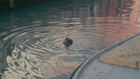 Duck-Ripples-on-Venetian-Waters-at-Dusk