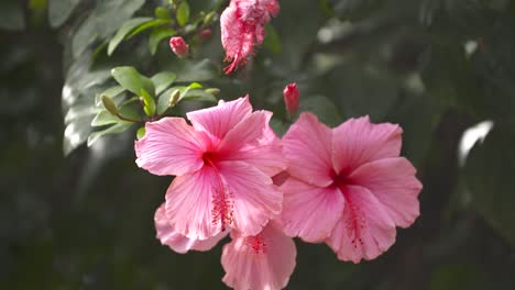 Peaceful-pink-wedding-flowers-hanging-in-a-beautiful-green-tree