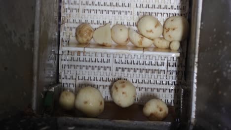 pov-shot-Potatoes-are-being-washed-and-falling-onto-a-conveyor-belt-and-are-being-prepared-for-chips