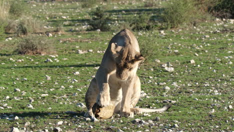 Lioness-Is-Trying-To-Eat-Turtle-In-The-Savannah-In-South-Africa