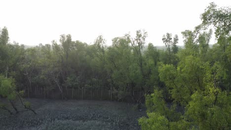 Vista-Aérea-De-Sundarban,-Que-Es-Uno-De-Los-Bosques-De-Reserva-De-Tigres-Más-Grandes-De-Asia.
